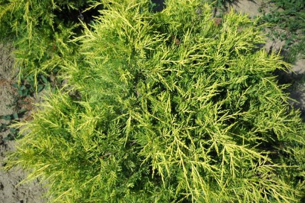 Juniperus%20media%20x%20Savaria%20Gold%20N%E9meth%20Imre%20%20732.jpg