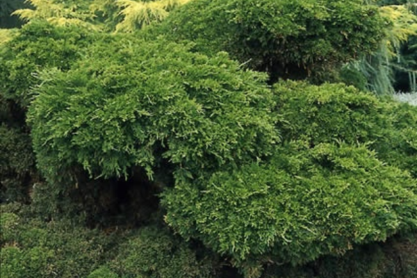 juniperus-media-apos-mint-julep-apos-jeneverbes-80-stam.png