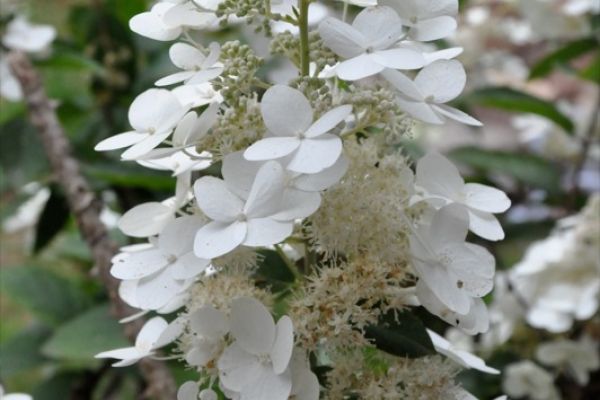 hydrangea-paniculata-grandiflora-flower.jpeg