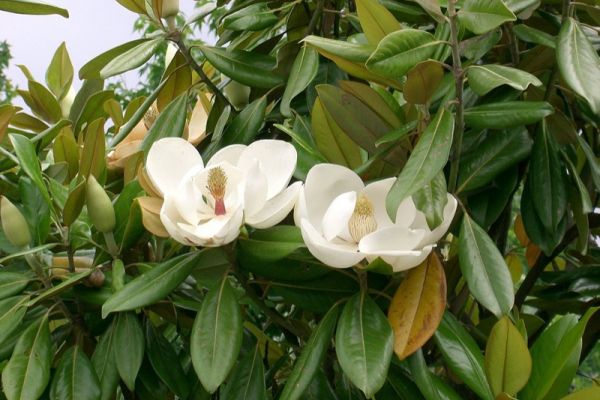 1280px-Magnolia_grandiflora9.jpg