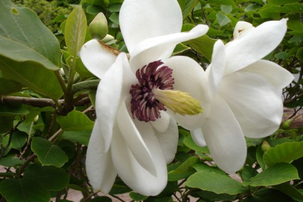 Magnolia_sieboldii1a.UME.jpg