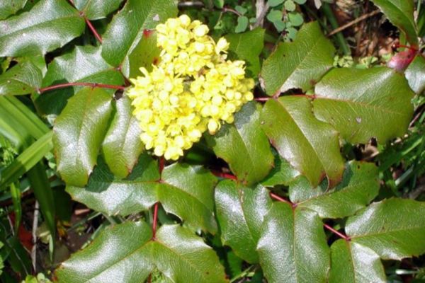 Mahonia-aquifolium-large.jpg
