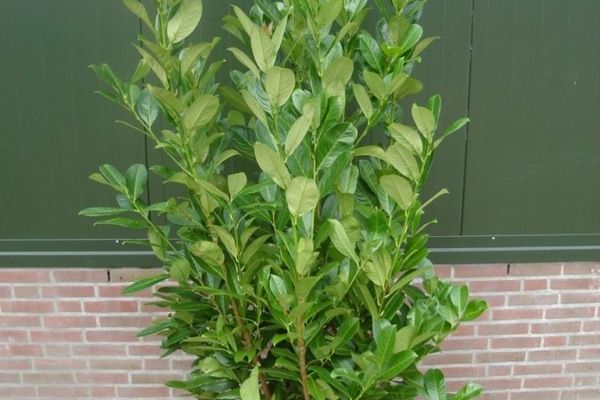 prunus-l-rotundifolia-125-150-RB.-jpg.jpg