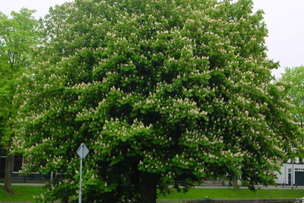 horse-chestnut-tree-4.jpg