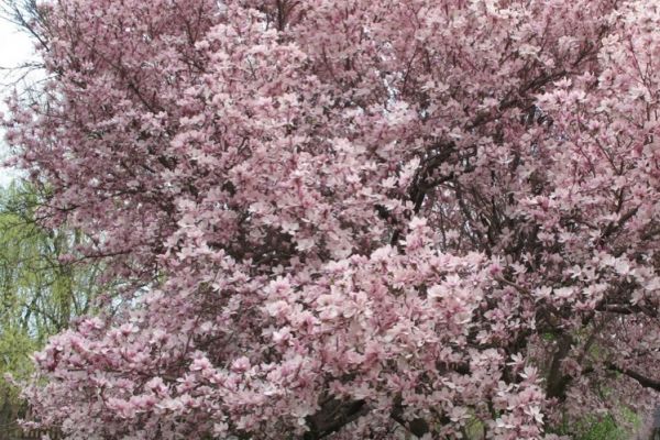 magnolia-spectrum-hoogstam.jpg