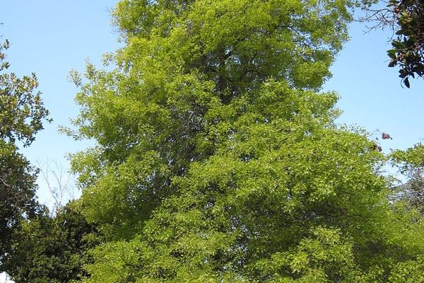 768px-Quercus_palustris_1_(nautical2k).jpg
