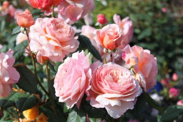 englische-rose-a-shropshire-lad--m002814_h_0.jpg