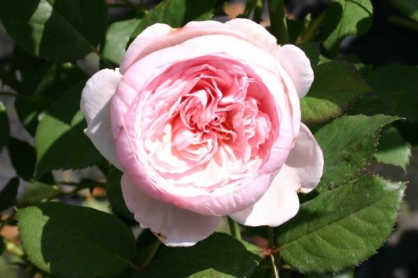 englische-rose-geoff-hamilton-m009408_h_0.jpg