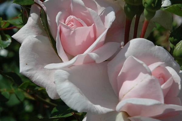 Rosa-Kletter-Rose-New-Dawn__9465.jpg