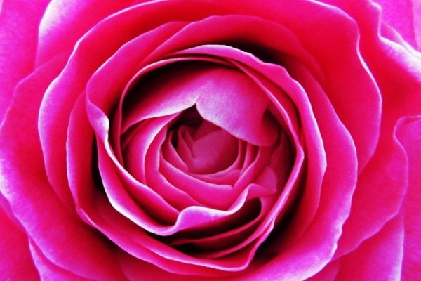 roze-roos.jpg