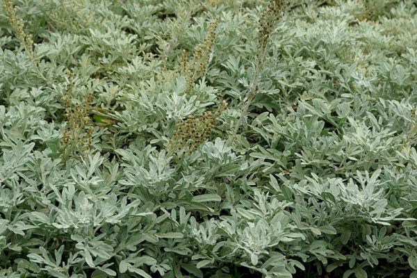Artemisia%20stelleriana%20'Mori's%20Form'%20(syn%20'Boughton%20Silver')%20-%20Bylica%20Stellera%209130.JPG