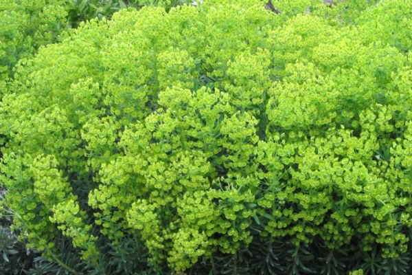 Euphorbia%20anygloides.jpg