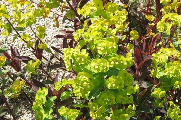 768px-Euphorbia_amygdaloides_Purpurea01.jpg