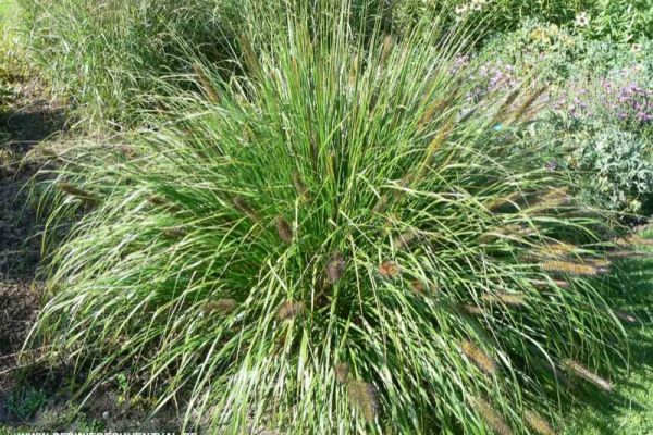 images%5CPENNISETUM%20ALOPECUROIDES.jpg