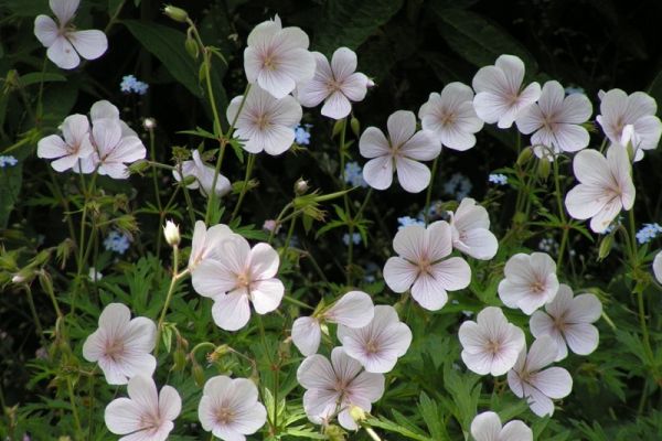 geranium-clarkei-kashmir-white.jpg