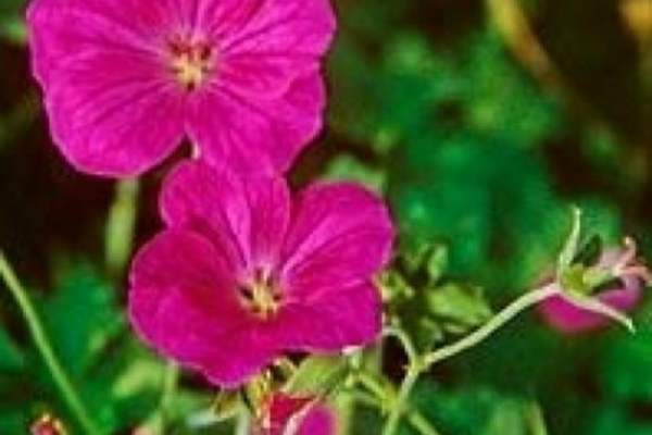 geranium-riversleaianum-apos-russell-prichard-apos-ooievaarsbek-p9.png