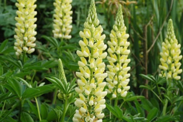 lupinus-chandelier-lupine-p9.png