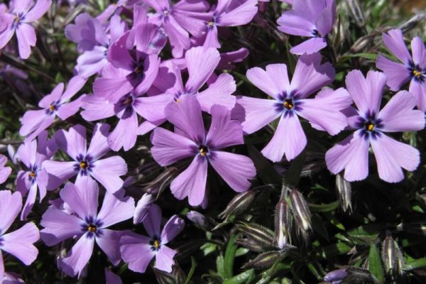 phlox-subulata-purple-beauty-2.jpg